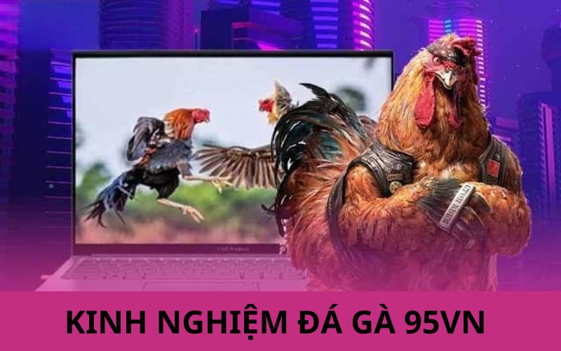 Chia sẻ kinh nghiệm chiến thắng khi tham gia đá gà 95vn