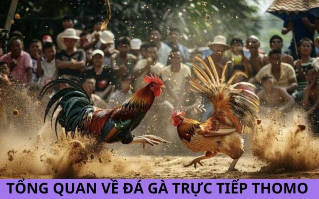 Tổng quan về đá gà trực tiếp Thomo