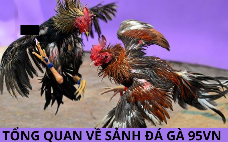 Tổng quan về sảnh đá gà 95vn